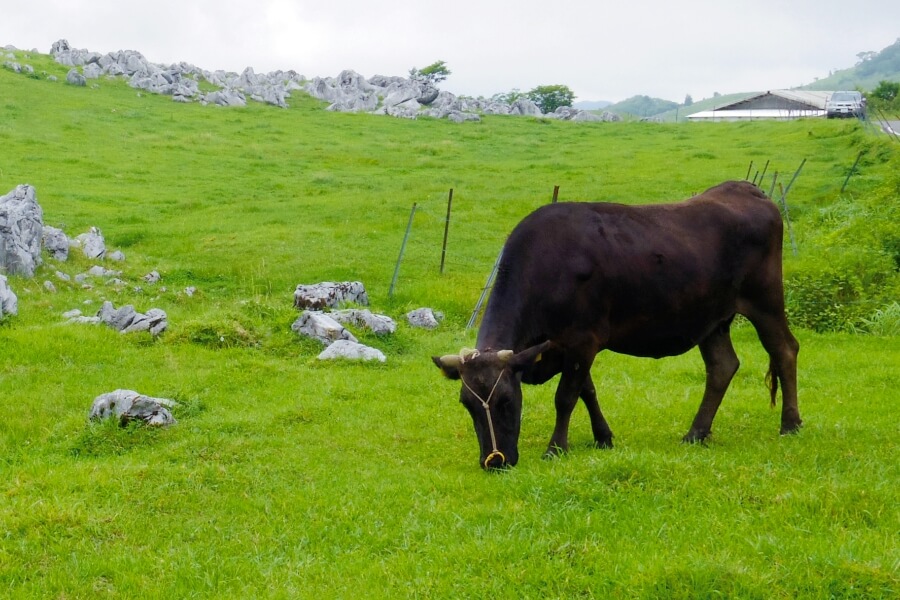 土佐黒牛